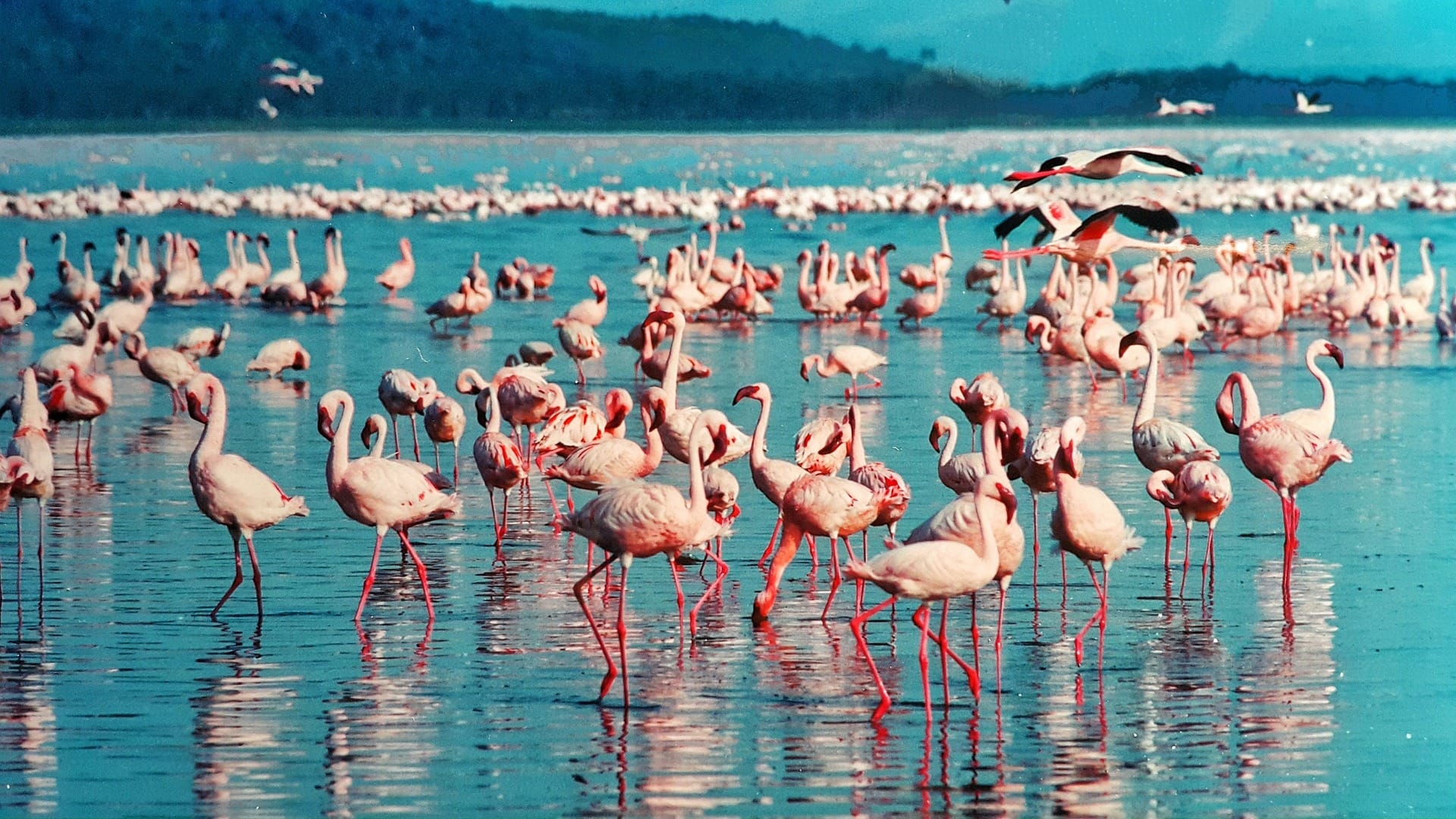 Effects of climate change on lake nakuru Effects of climate change on lake nakuru