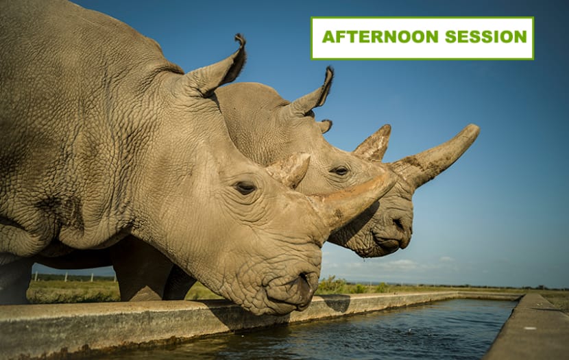 Ol Pejeta Conservancy nanyuki